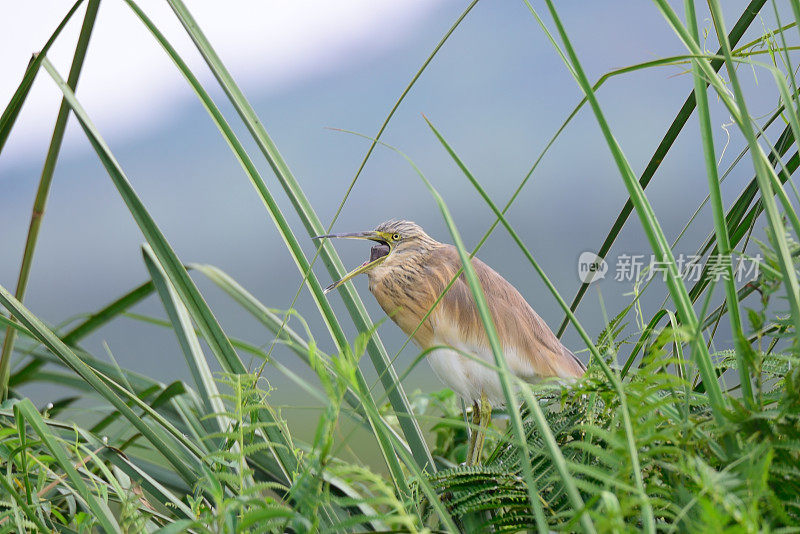 在Mabamab沼泽的Squacco Heron